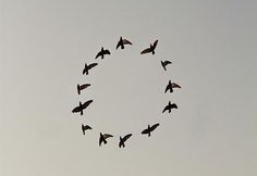 birds circle