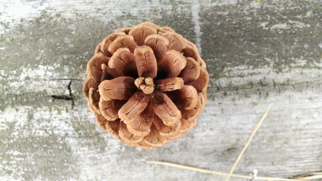 pine cone