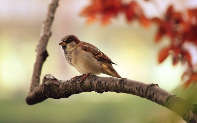 sparrow branch