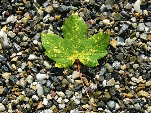 Maple leaf on stones
