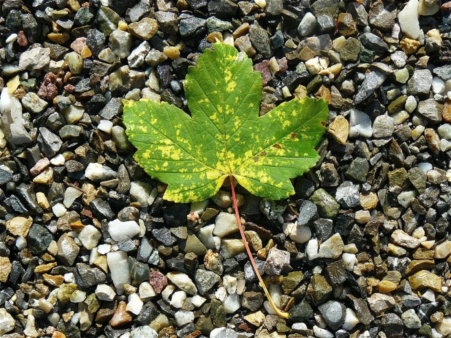Maple leaf on stones.jpg