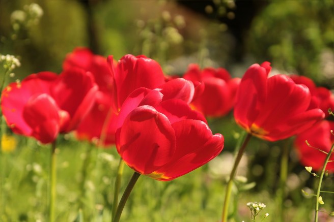 tulips red.jpg