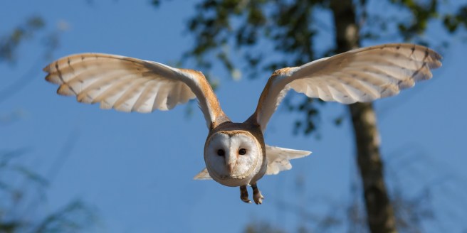 barn owl.jpg