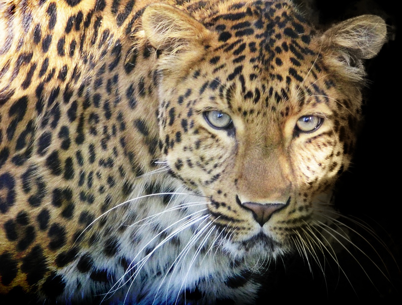 leopards eyes