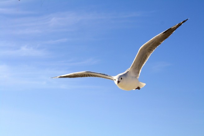 Seagull.jpg