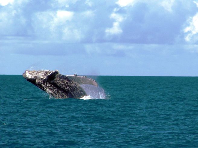 humpback whale.jpg