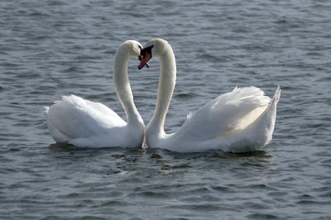 swan heart
