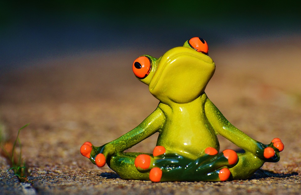 frog meditate