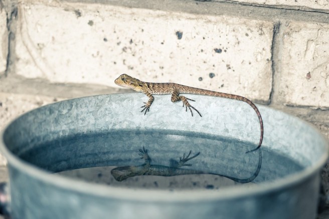 water lizard nonduality ego