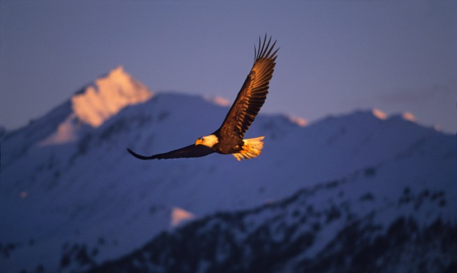 eagle bird flying soaring